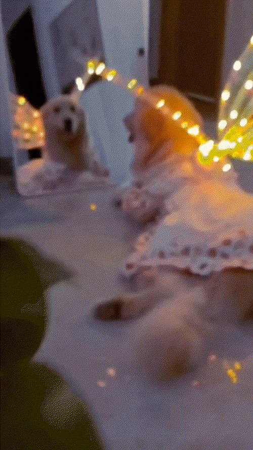 Glowing Butterfly Wings for Dogs™